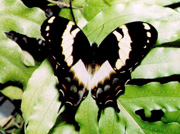 swallowtail_butterfly.jpg